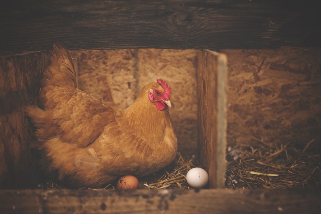 The Jevons Paradox and Free-Range Eggs
